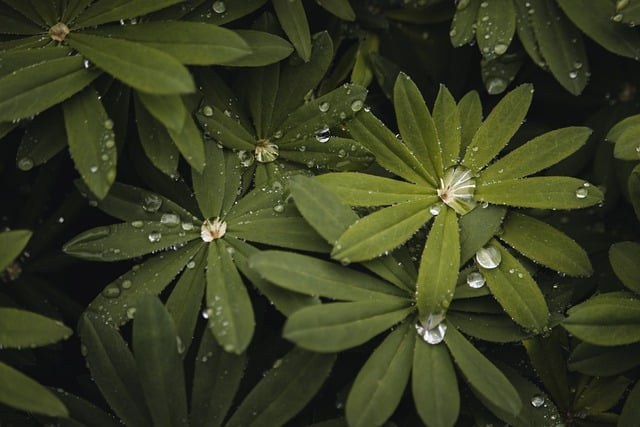 A lush garden bathed in green light, symbolizing growth and natural beauty, reflecting our commitment to quality.