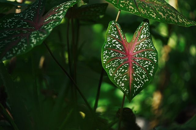 Dark green leaves