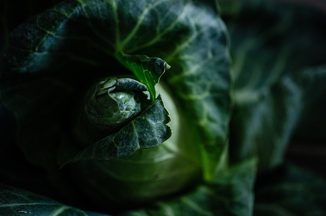 Dark green leaves and foliage, creating a soothing background
