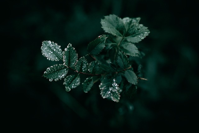 Dark green background with subtle rain drops, setting a calming mood